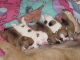 cute, adorable and well socialized english buldog puppies.