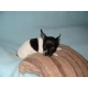 supermooie chihuahua puppies