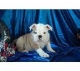 gezonde engels bulldog puppy voor adoptie 