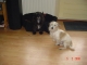 betrouwbare gezellige honden opvang / oppas bij ons thuis