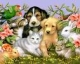 de online dierenarts- apotheek