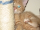 een oppas/ opvang voor ons kat vanaf 8juli tot 8 aug