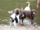 honden- en puppie- opvang helvoirt 