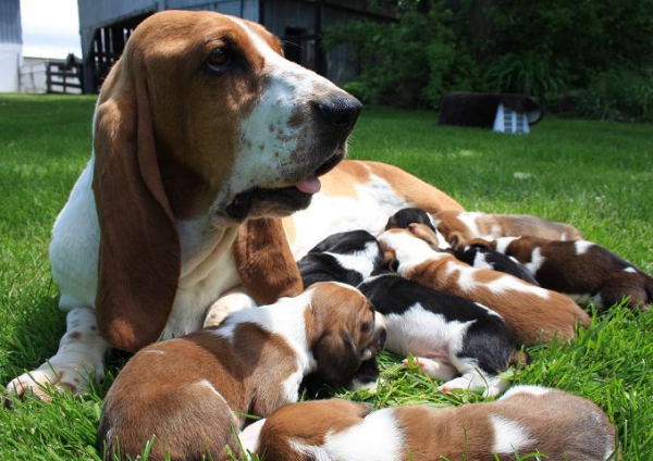 schattige Basset Hound pups te koop - Verkoop - Dieren ...