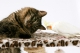 goedkope dieren / katten oppas- en honden uitlaatservice zoetermeer eo