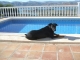 uw hond heeft gedragsproblemen?