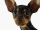 honden om af en toe op te passen zeven dagen per week in ove