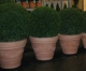 terras- pot