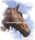 coaching met paarden