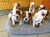 engelse bulldog pups