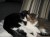 betrouwbare en ervaren katten en/ of honden oppas aan huis.