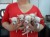 chihuahua pups beschikbaar