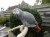 vrij tamme grijze roodstaart papegaai