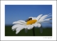 fotograaf leeuwarden friesland 