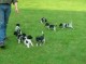 hondenuitlaatservice care for dog nijmegen e.o.