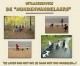 hondenwandelservice