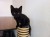 katten zoeken liefdevol thuis